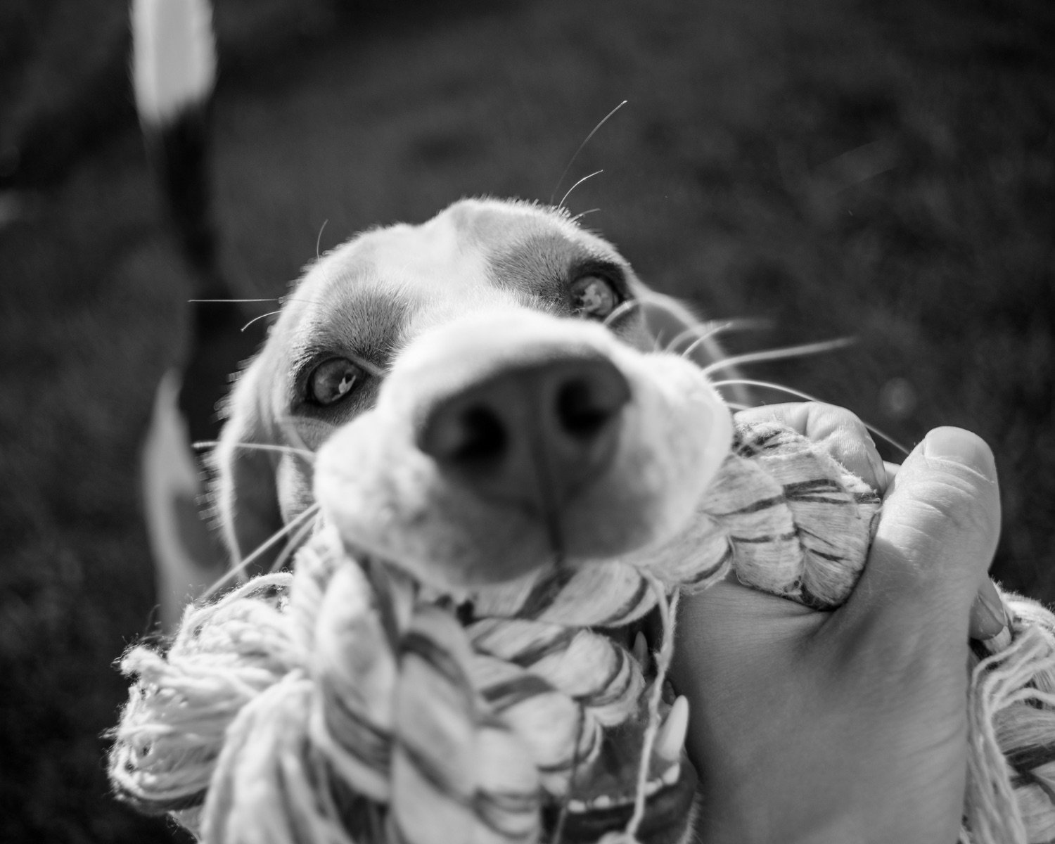 A dog playing tug-of-war with a rope toy